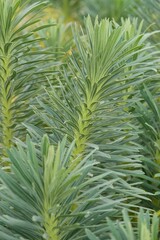 Plant list 2025 - Euphorbia sp. (Spurge)