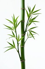 Obraz premium Close up photo shows bamboo stem with green leaves against white backdrop. Fresh bamboo plant part with many fresh green leaves on branches. The shot provides nature eco background.