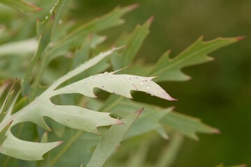 Plant list 2025 - Cussonia paniculata (Mountain Cabbage Tree)