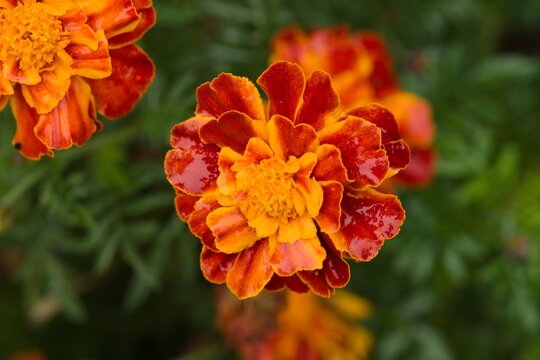 Plant list 2025 - Tagates patula (French Marigold Flowers)