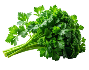 Bund Petersilie, transparenter Hintergrund, PNG