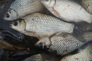 Live crucian carp fish in water after catching. Freshwater fish close-up, concept of aquaculture, fish farming, fishing industry, seafood and ecology.