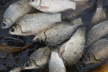 Live crucian carp fish in water after catching. Freshwater fish close-up, concept of aquaculture, fish farming, fishing industry, seafood and ecology.