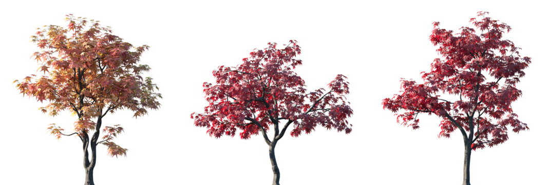 Set of 3 autumn Acer palmatum (Japanese maple, palmate maple or smooth Japanese maple) trees isolated png on a transparent background perfectly cutout