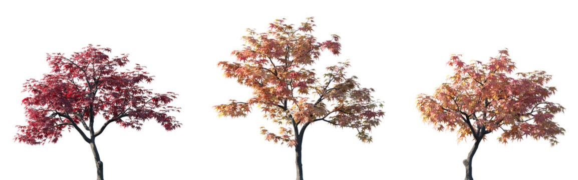 Set of 3 autumn Acer palmatum (Japanese maple, palmate maple or smooth Japanese maple) trees isolated png on a transparent background perfectly cutout