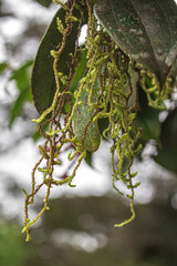 Las plantas cuelgan de las ramas