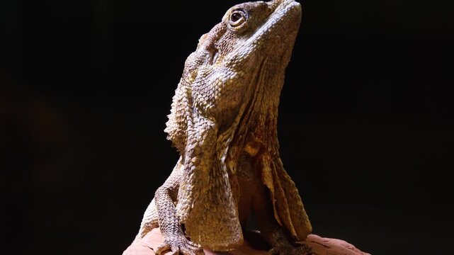 Close up of a jesus lizard sitting around on a rock and watching on a cloudy day.