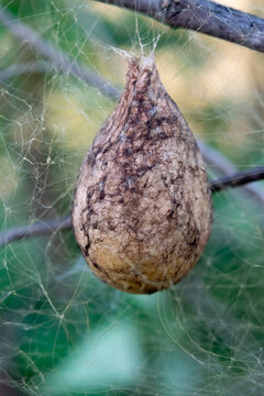 spider web with spider egg sack