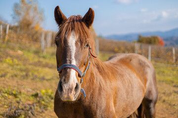 Fototapeta premium A close-up of a brown horse with a white blaze on its face, wearing a blue halter, stands in a grassy field with autumn trees and mountains in the blurred background under a clear sky.