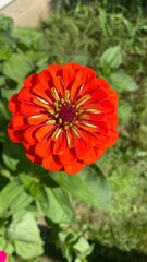 Orange Zinnia