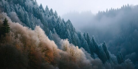 Snowy mountain with trees covered in snow