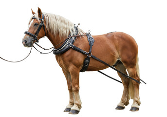 Haflinger horse with harness isolated PNG, beautiful draft horse with blond mane on transparent background