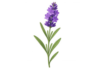 Obraz premium Lavender flower stem with purple blossoms and green leaves showing botanical beauty on transparent background