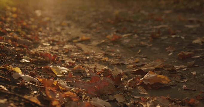 Female legs walks on the autumn fallen leaves, contains original audio
