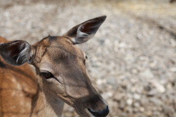 A close-up of a young deer’s face with soft features, capturing its gentle expression. The focus is on the animal's eyes and ears, with a blurred natural background of pebbles.