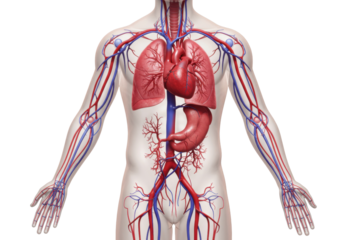 Human circulatory system isolated PNG, anatomical model showing heart, lungs, arteries, veins, and stomach for medical education and healthcare resources