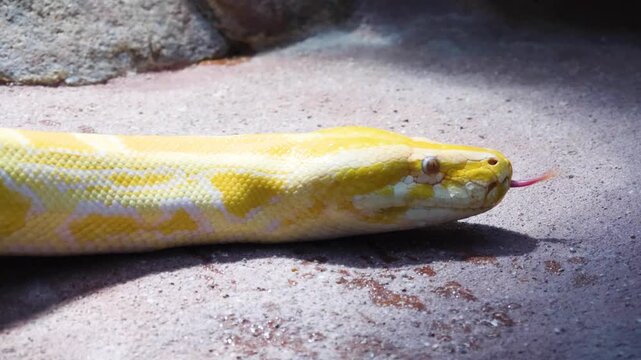 A close up view of an albino python snake head slowly crawling over rocks on a cloudy day 