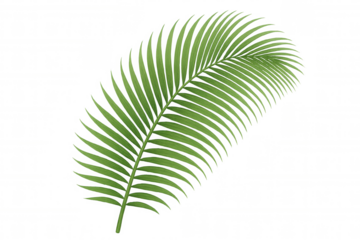 Green palm frond vector illustrating a tropical plant element with transparent background for summer designs