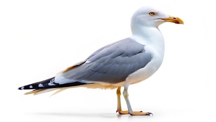 Obraz premium seagull-standing isolated on white background