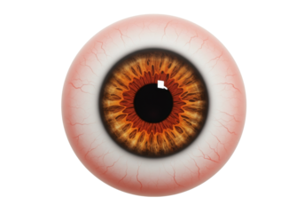Realistic human eyeball with brown iris isolated PNG, detailed eye anatomy on transparent background for medical and educational use