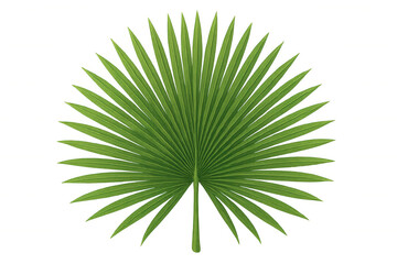 Fototapeta premium Green tropical fan palm leaf generating a natural design element, isolated on transparent background