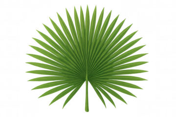 Green tropical fan palm leaf generating a natural design element, isolated on transparent background
