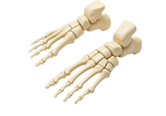 Anatomical human feet bones isolated PNG, skeletal structure of the foot for medical and educational purposes on transparent background