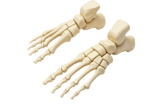 Anatomical human feet bones isolated PNG, skeletal structure of the foot for medical and educational purposes on transparent background