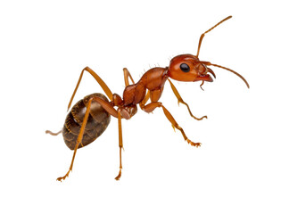 Red ant isolated on transparent background PNG, close-up of insect with detailed anatomy for biology and pest control concepts