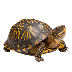 Obraz premium Western box turtle png reptile png terrapin png land turtle png hard shell png wild animal png desert turtle png transparent background image