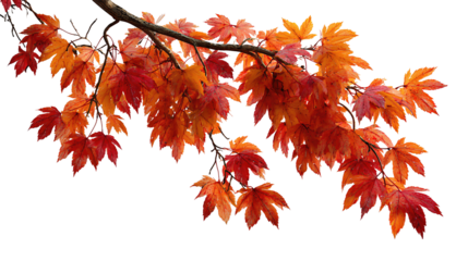 Curved maple branch with honey to scarlet leaves forming soft autumn arch, detailed veins and matte texture, isolated on transparent background

