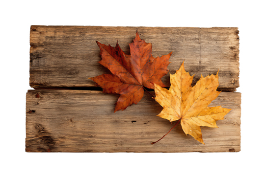 Weathered walnut board with two maple leaves placed corner-to-corner in mustard and copper tones, rustic autumn accent, isolated on transparent background