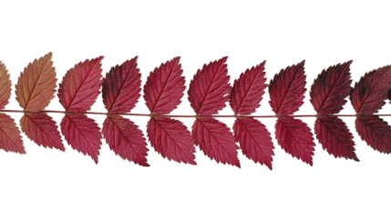Row of overlapping leaves forming a trim border from warm ginger to deep maroon, slight top-down angle with crisp veins, isolated on transparent background
