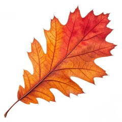 Obraz premium Single vibrant red and orange oak leaf isolated on white background.
