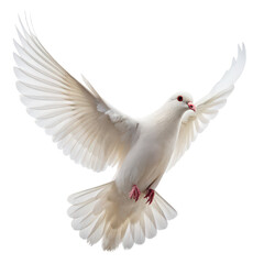 Obraz premium White dove flying png peace bird png flying pigeon png feathered bird png freedom symbol png spiritual dove png holy bird png transparent background image