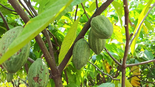 Cocoa berries hang from branches in a cocoa plantation.
