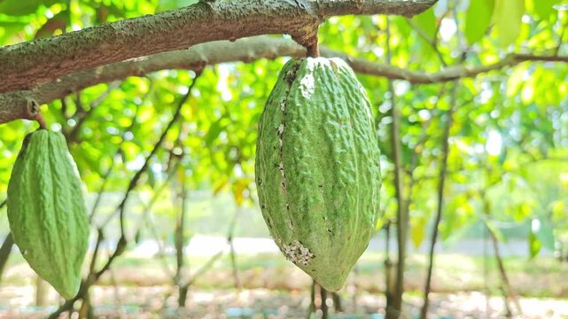 Cocoa berries hang from branches in a cocoa plantation.