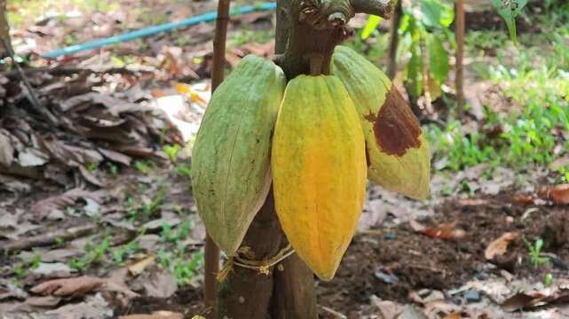 Cocoa berries hang from branches in a cocoa plantation.