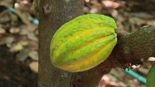 Cocoa berries hang from branches in a cocoa plantation.