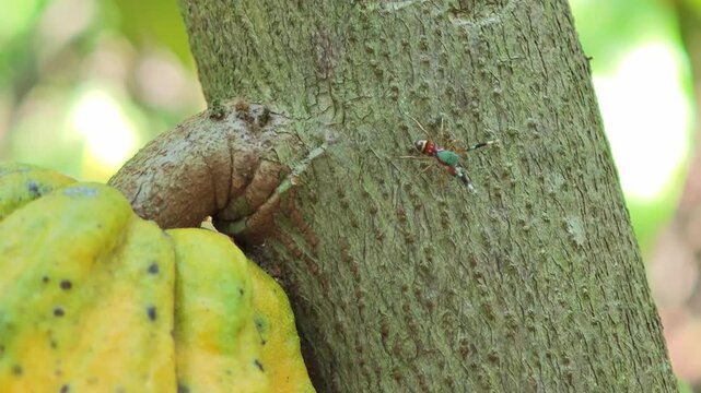 Cocoa berries hang from branches in a cocoa plantation.