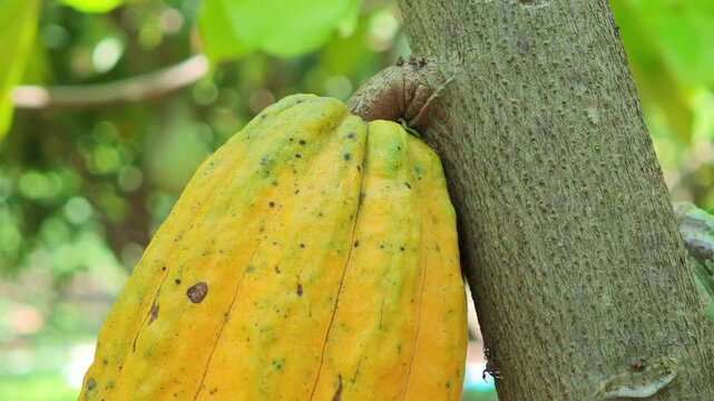 Cocoa berries hang from branches in a cocoa plantation.