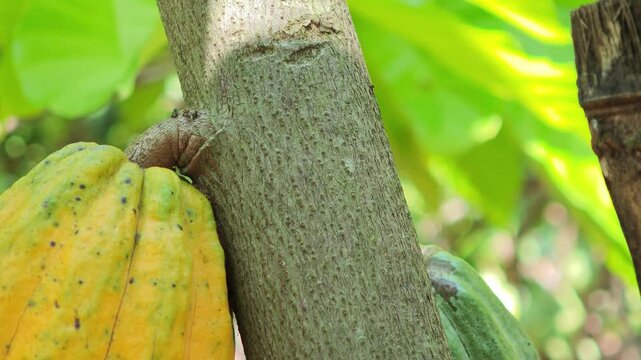 Cocoa berries hang from branches in a cocoa plantation.