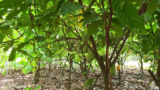 Cocoa berries hang from branches in a cocoa plantation.