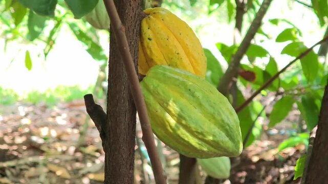 Cocoa berries hang from branches in a cocoa plantation.