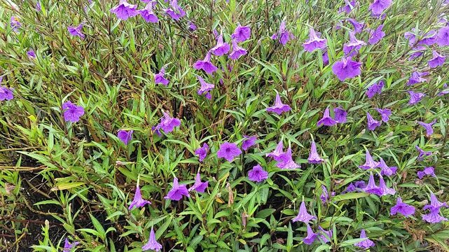Blooming Ruellia simplex, also known as Mexican petunia or Mexican bluebell with its beautiful purple, trumpet-shaped flowers