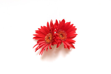 白背景のガーベラの花束