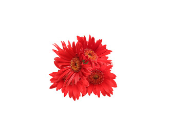 白背景のガーベラの花束