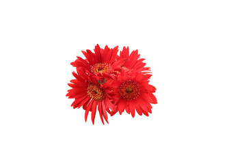 白背景のガーベラの花束