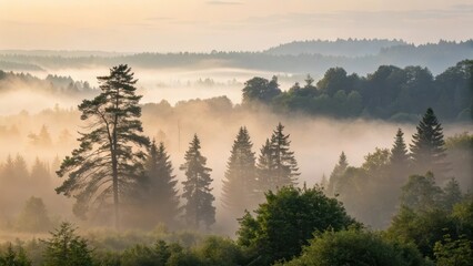 Fototapeta premium Mist filled forest landscape in early morning sunlight