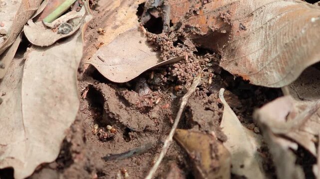 a group of termites crawling on ground